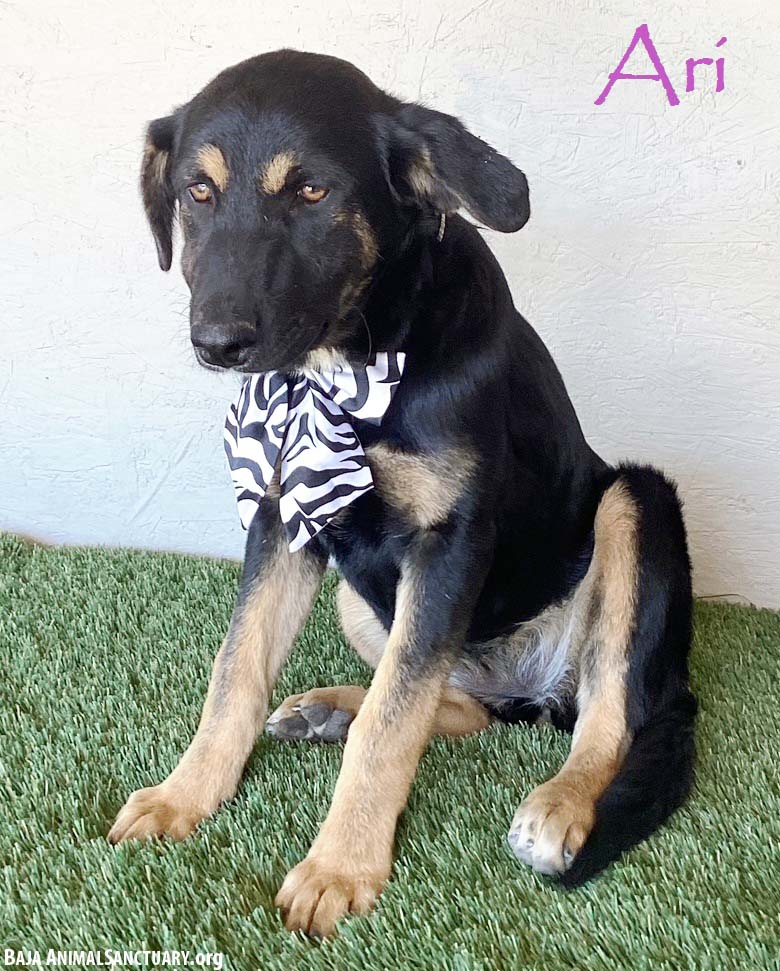adoptable Dog in San Diego, CA named Ari