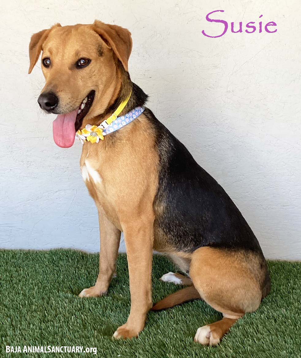 adoptable Dog in San Diego, CA named Susie
