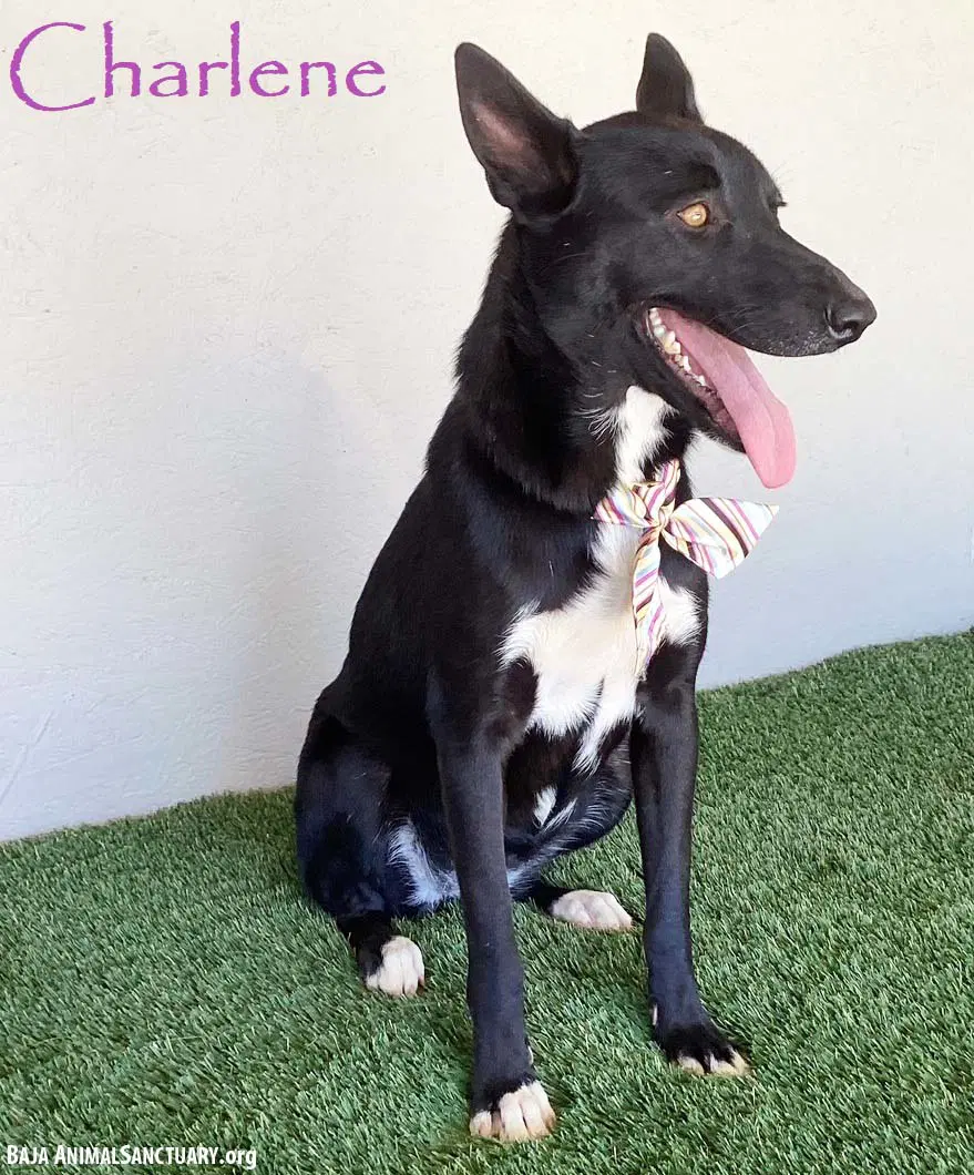 Charlene - Black Labrador Retriever