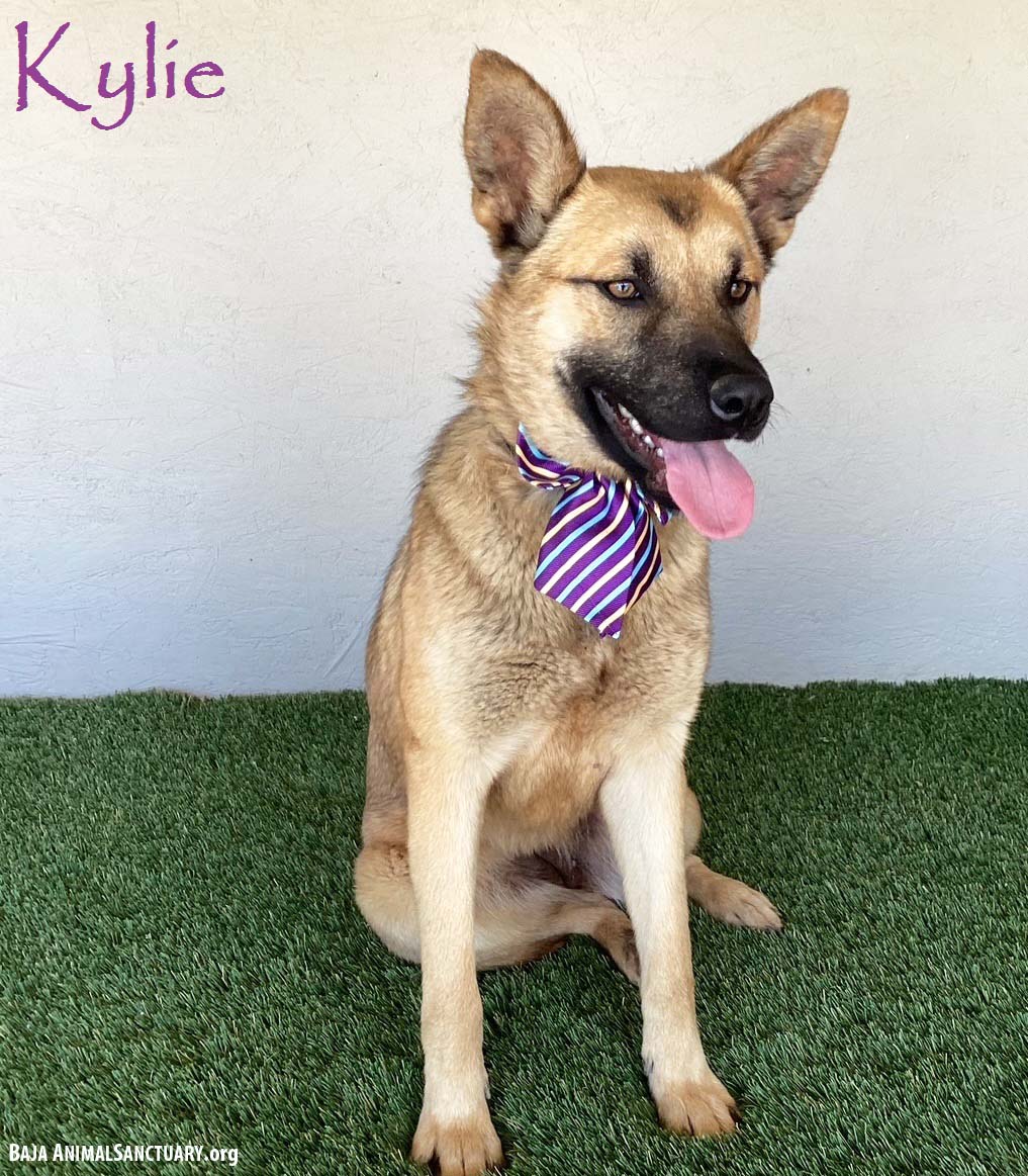 adoptable Dog in San Diego, CA named Kylie