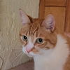 adoptable Cat in Vista, CA named Archie