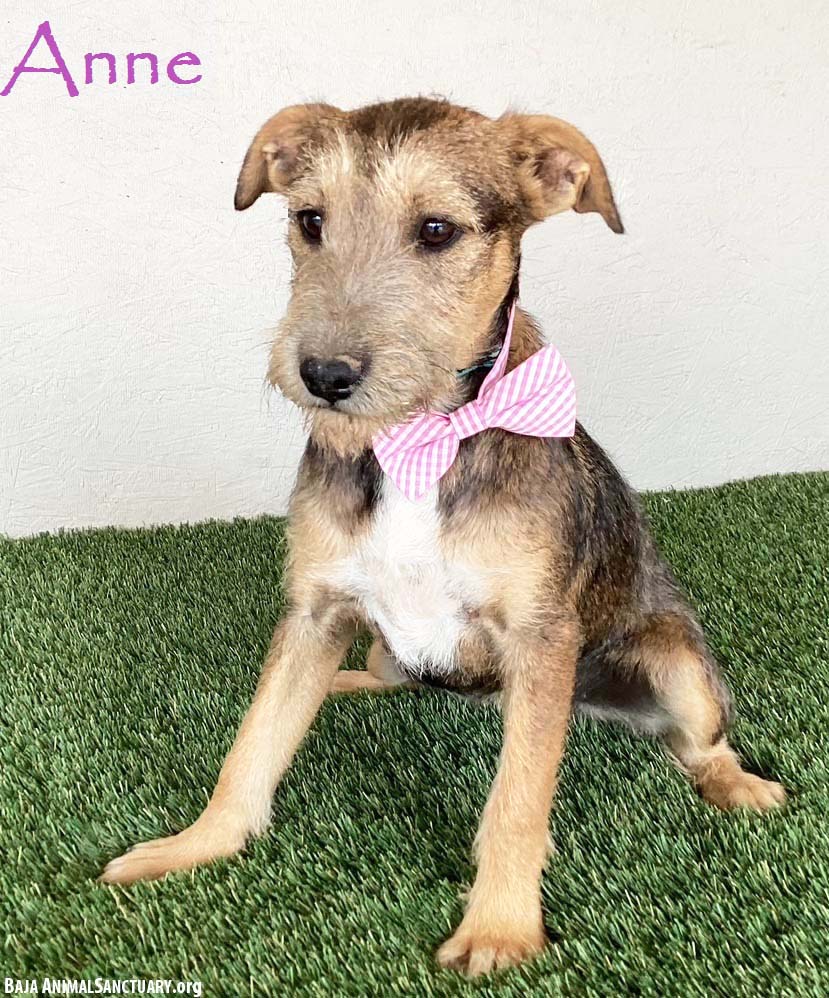 adoptable Dog in San Diego, CA named Anne