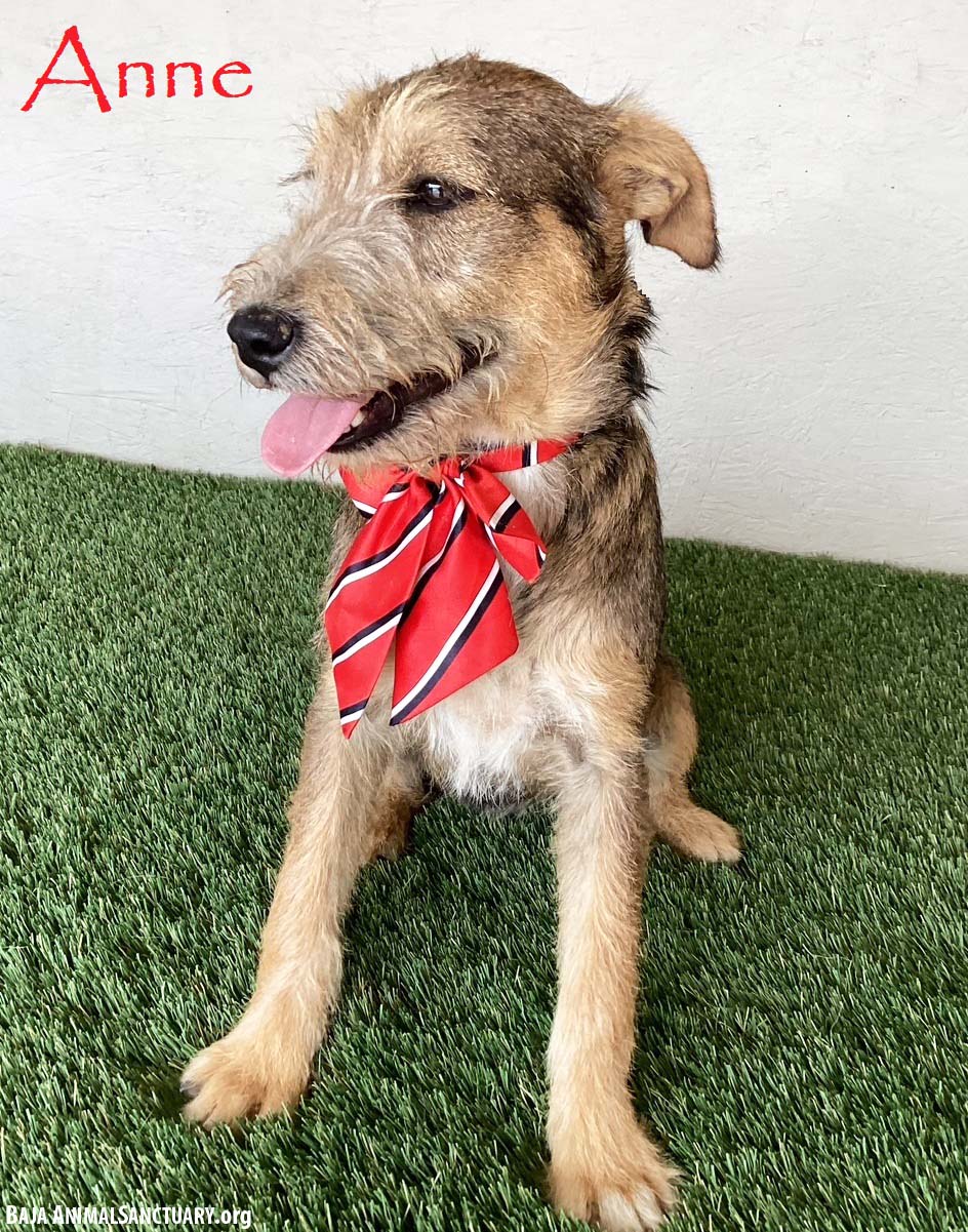adoptable Dog in San Diego, CA named Anne