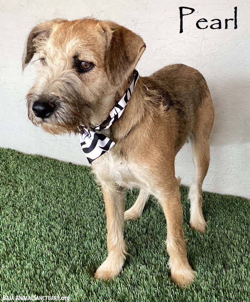 adoptable Dog in San Diego, CA named Pearl