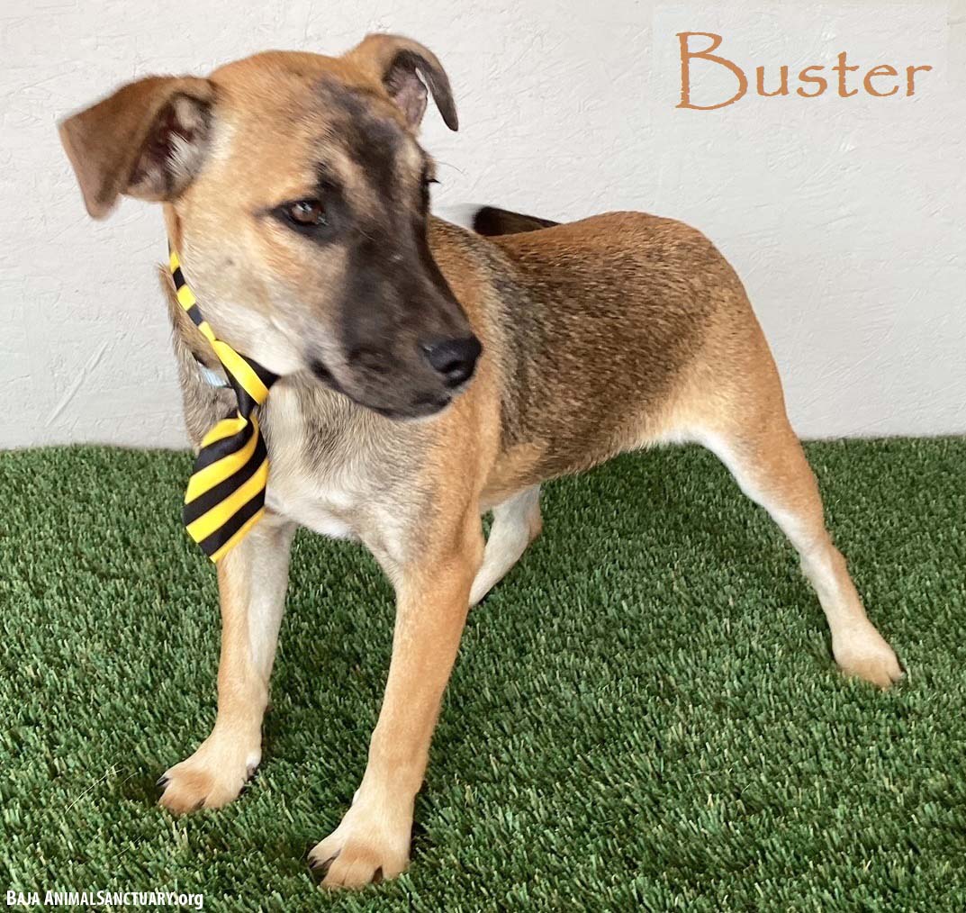 Buster