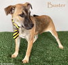 Buster - Photo 1