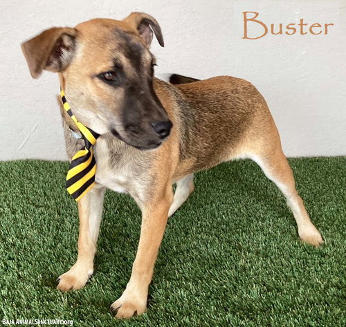 BUSTER - Jack Russell Terrier available for adoption