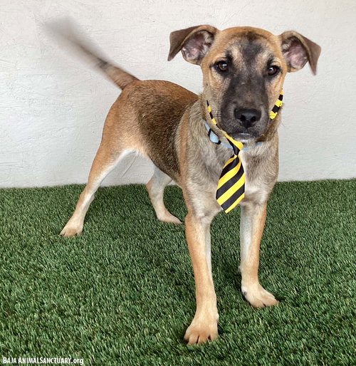 BUSTER - Jack Russell Terrier available for adoption