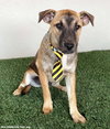 Buster - Photo 3