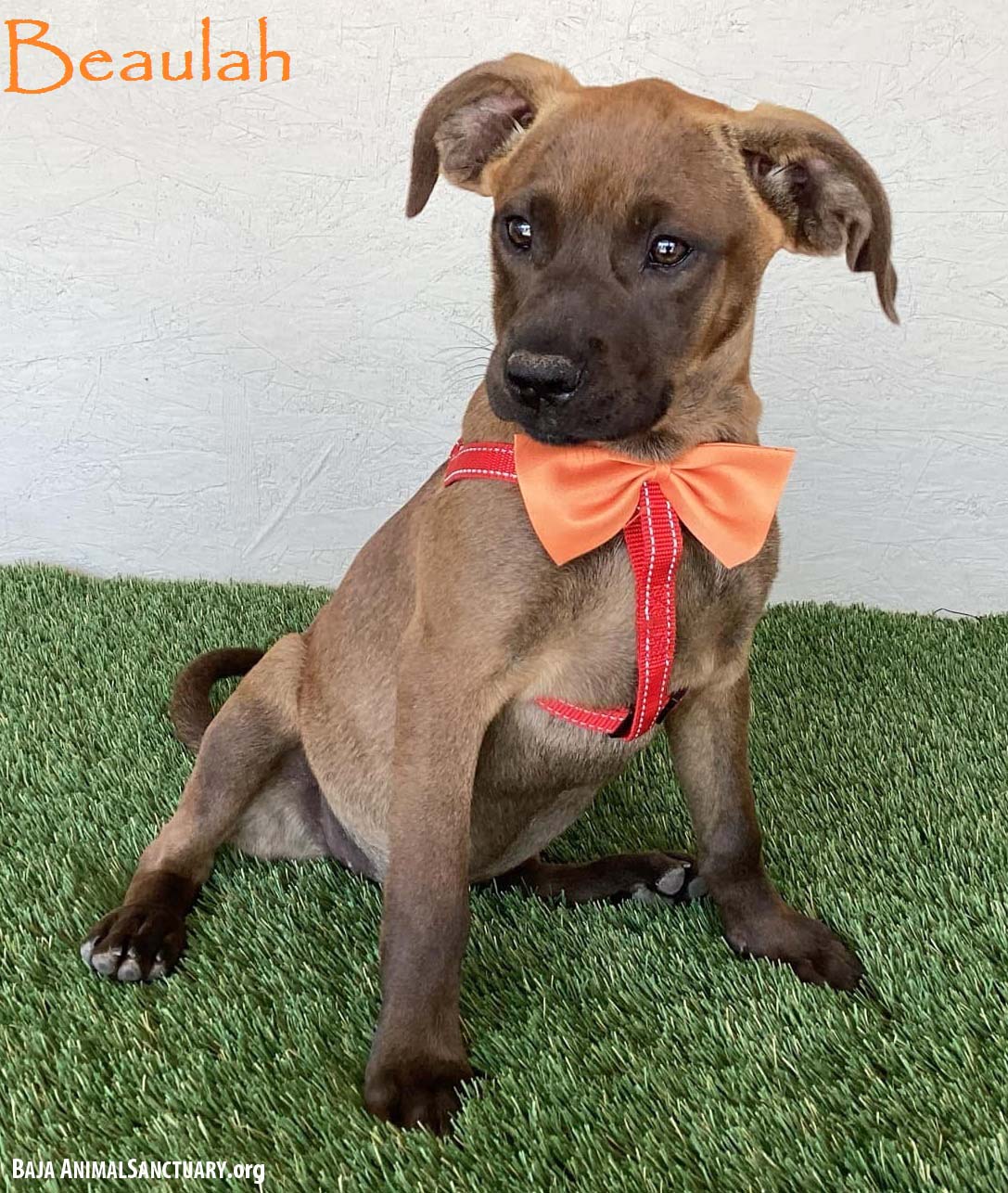 adoptable Dog in San Diego, CA named Beulah