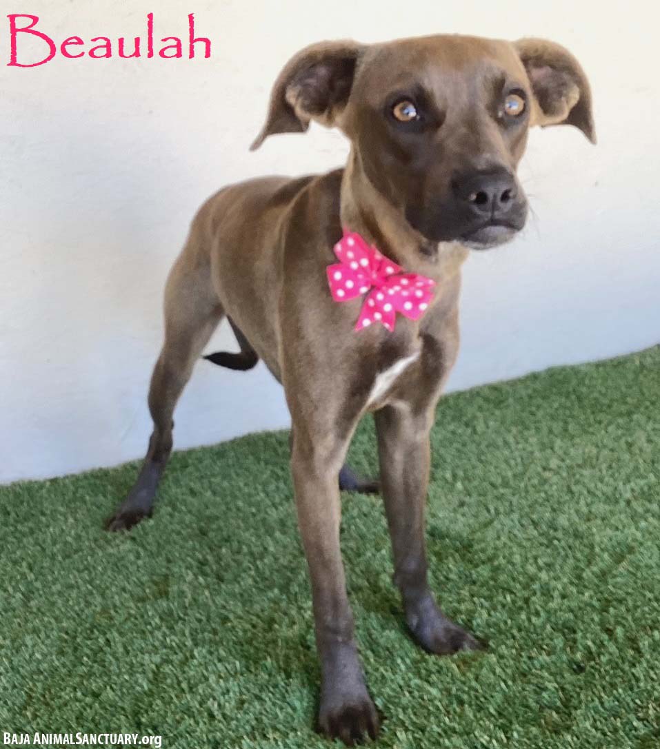 adoptable Dog in San Diego, CA named Beaulah