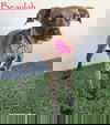 adoptable Dog in  named Beaulah