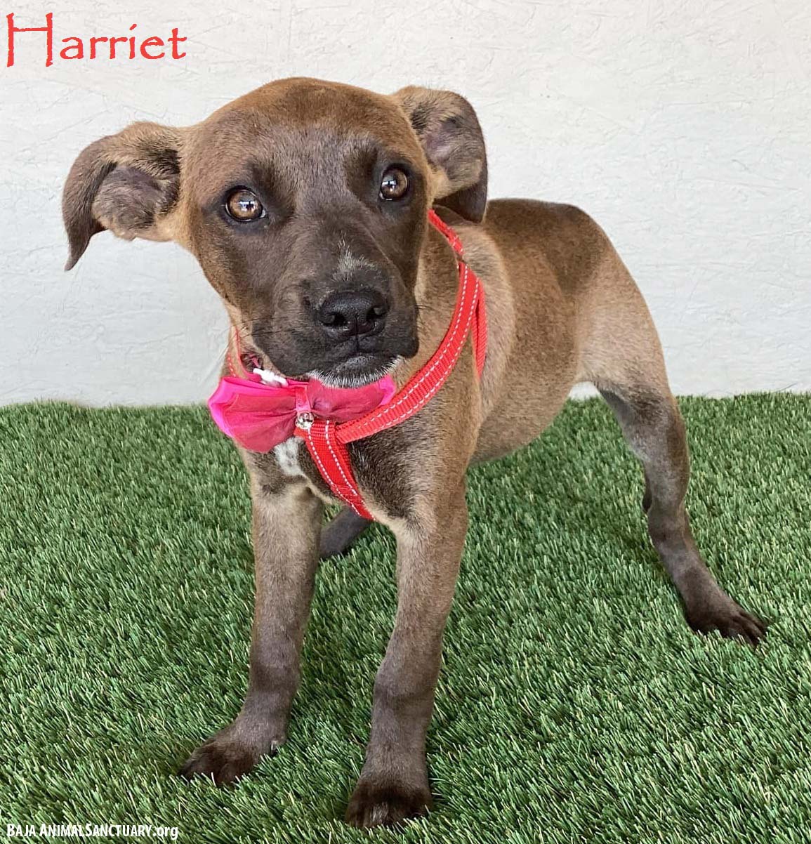 adoptable Dog in San Diego, CA named Harriet