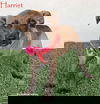 adoptable Dog in  named Harriet