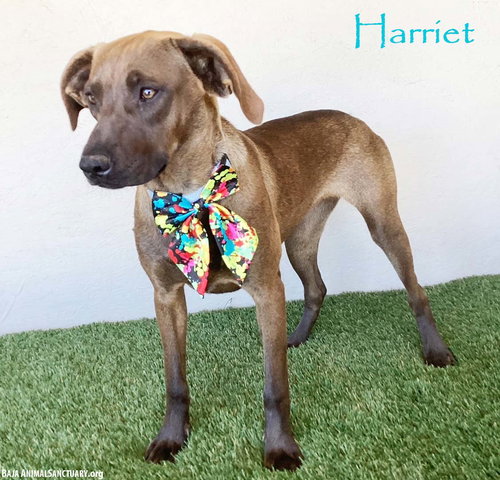 HARRIET - Boxer / Labrador Retriever available for adoption