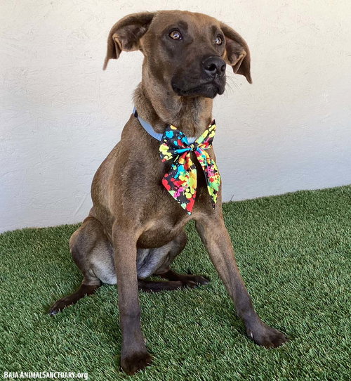 HARRIET - Boxer / Labrador Retriever available for adoption