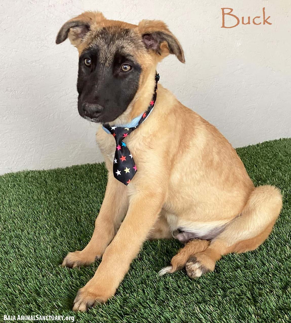 adoptable Dog in San Diego, CA named Buck