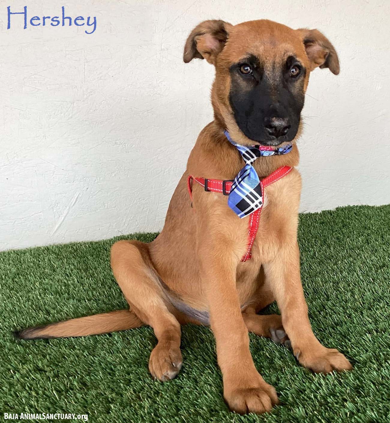 adoptable Dog in San Diego, CA named Hershey