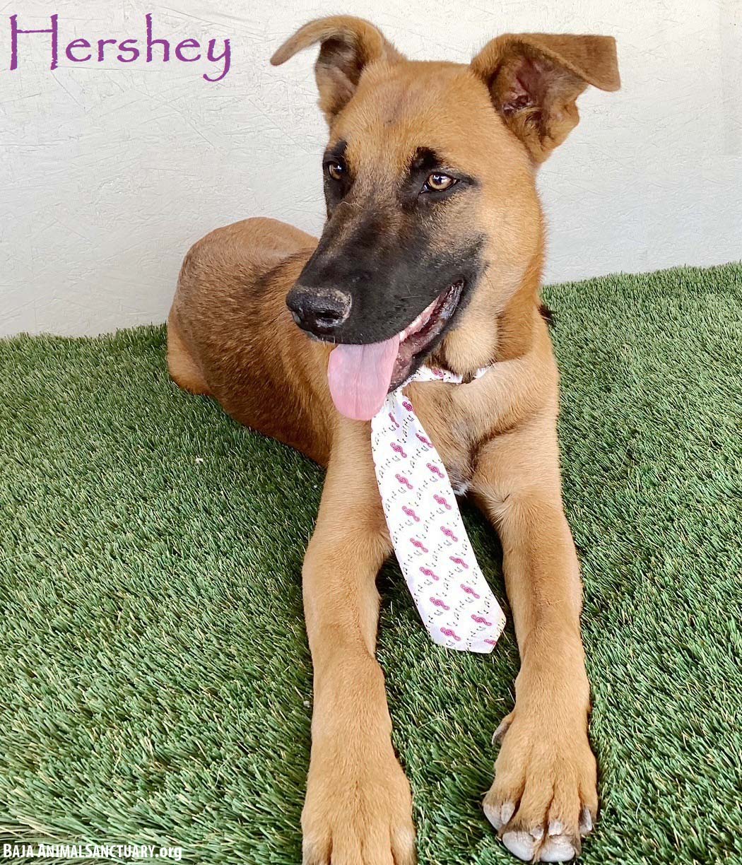 adoptable Dog in San Diego, CA named Hershey