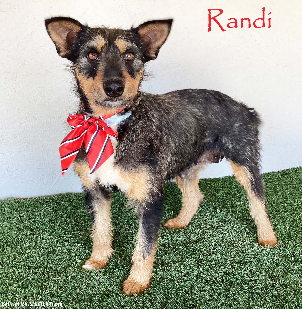 adoptable Dog in San Diego, CA named Randi