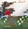 adoptable Dog in  named Randi