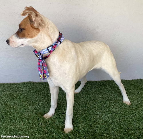 JOLIE - Jack Russell Terrier / Yellow Labrador Retriever available for adoption
