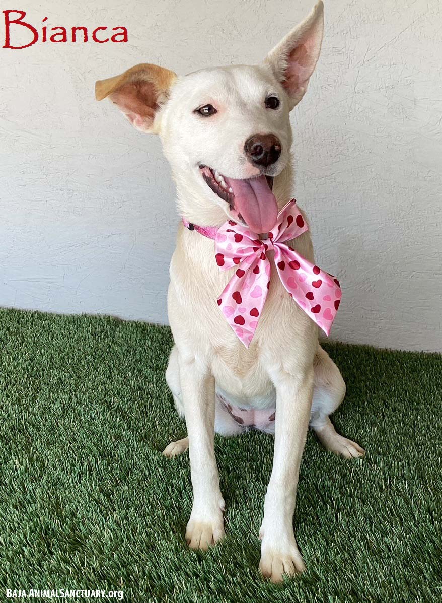 adoptable Dog in San Diego, CA named Bianca
