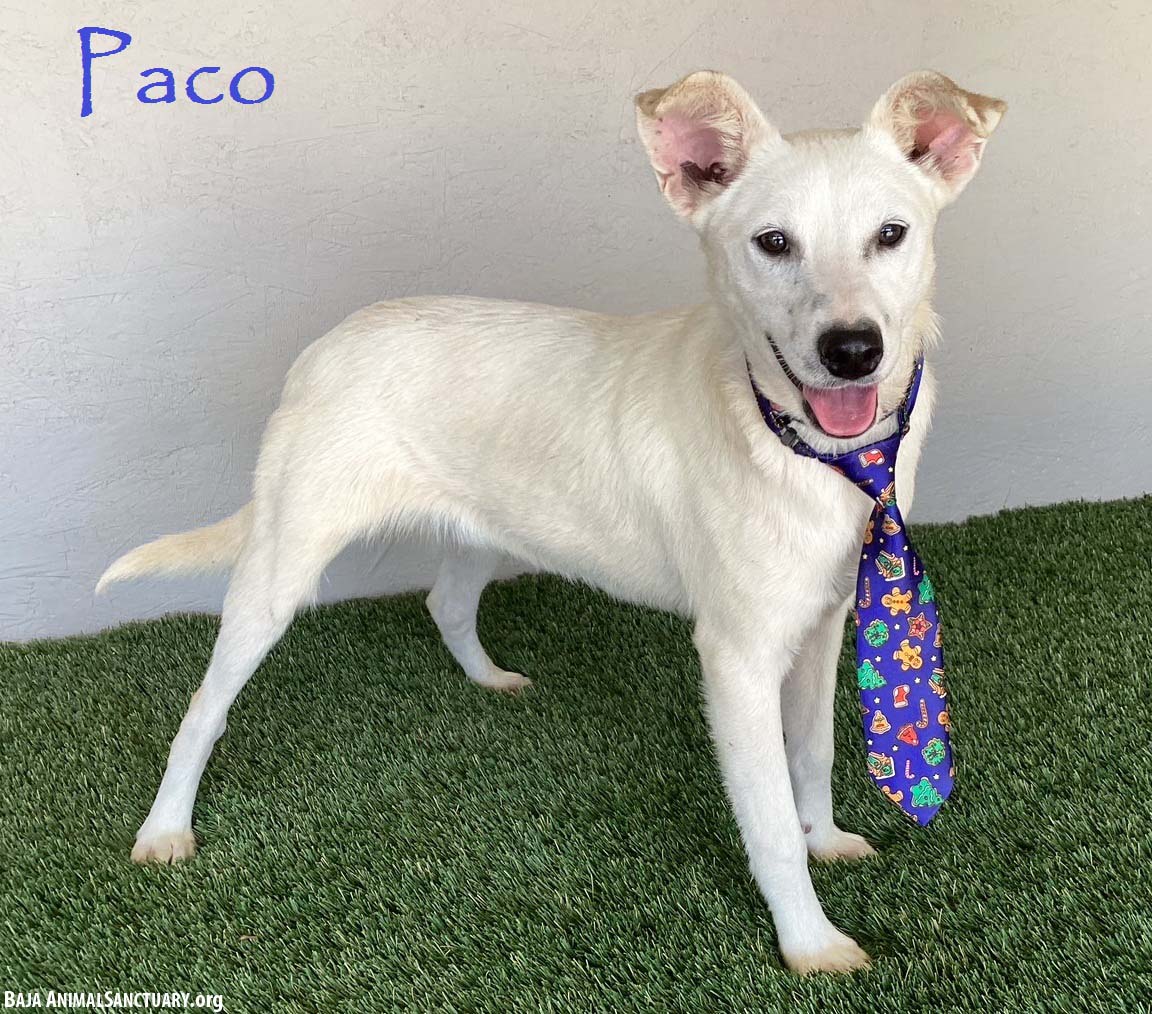 adoptable Dog in San Diego, CA named Paco
