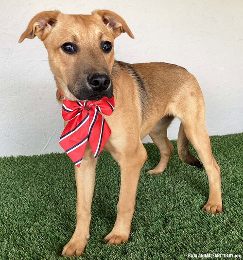 MARTA - Black Mouth Cur available for adoption