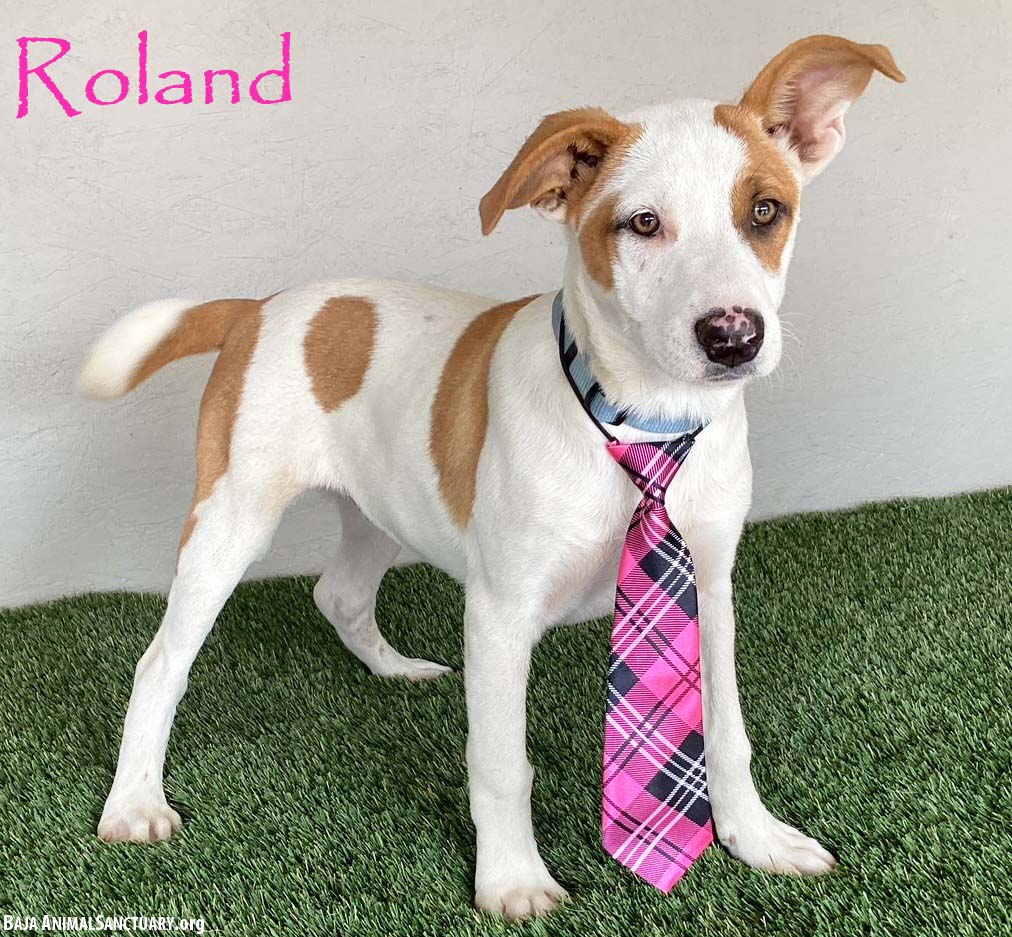 adoptable Dog in San Diego, CA named Roland