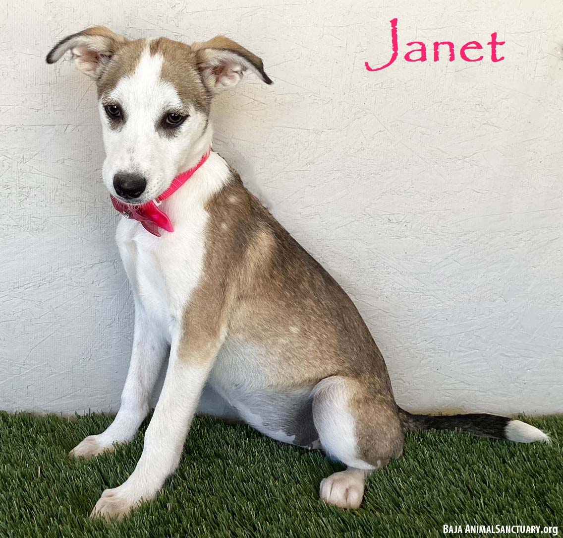 adoptable Dog in San Diego, CA named Janet