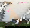 adoptable Dog in  named Janet