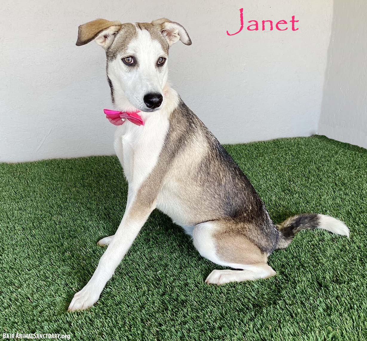 Janet