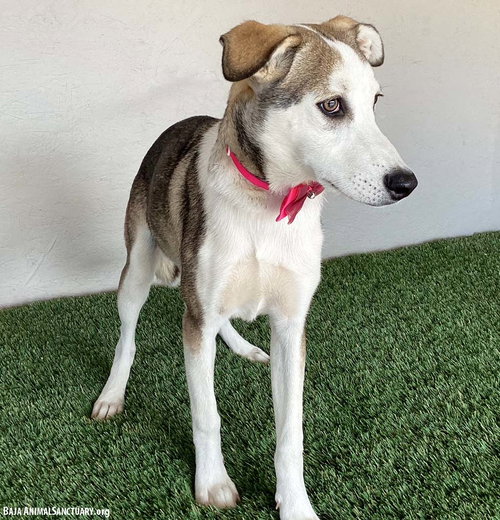 JANET - Labrador Retriever / Husky available for adoption