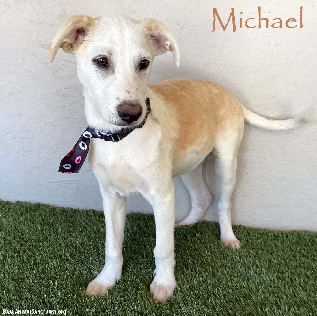 adoptable Dog in San Diego, CA named Michael