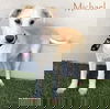 adoptable Dog in  named Michael