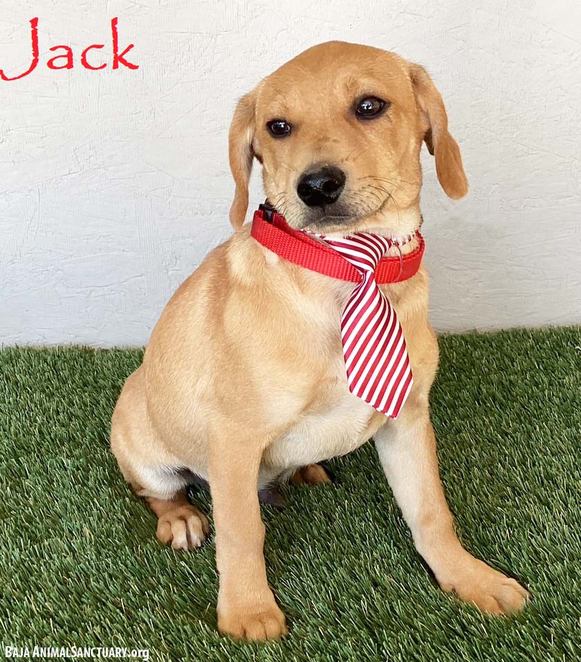 adoptable Dog in San Diego, CA named Jack