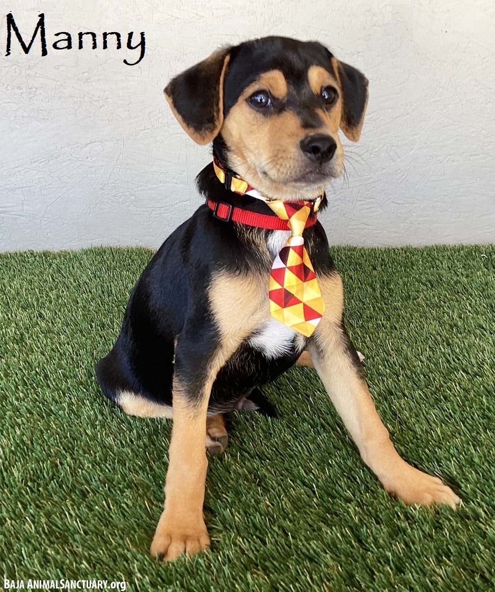adoptable Dog in San Diego, CA named Manny