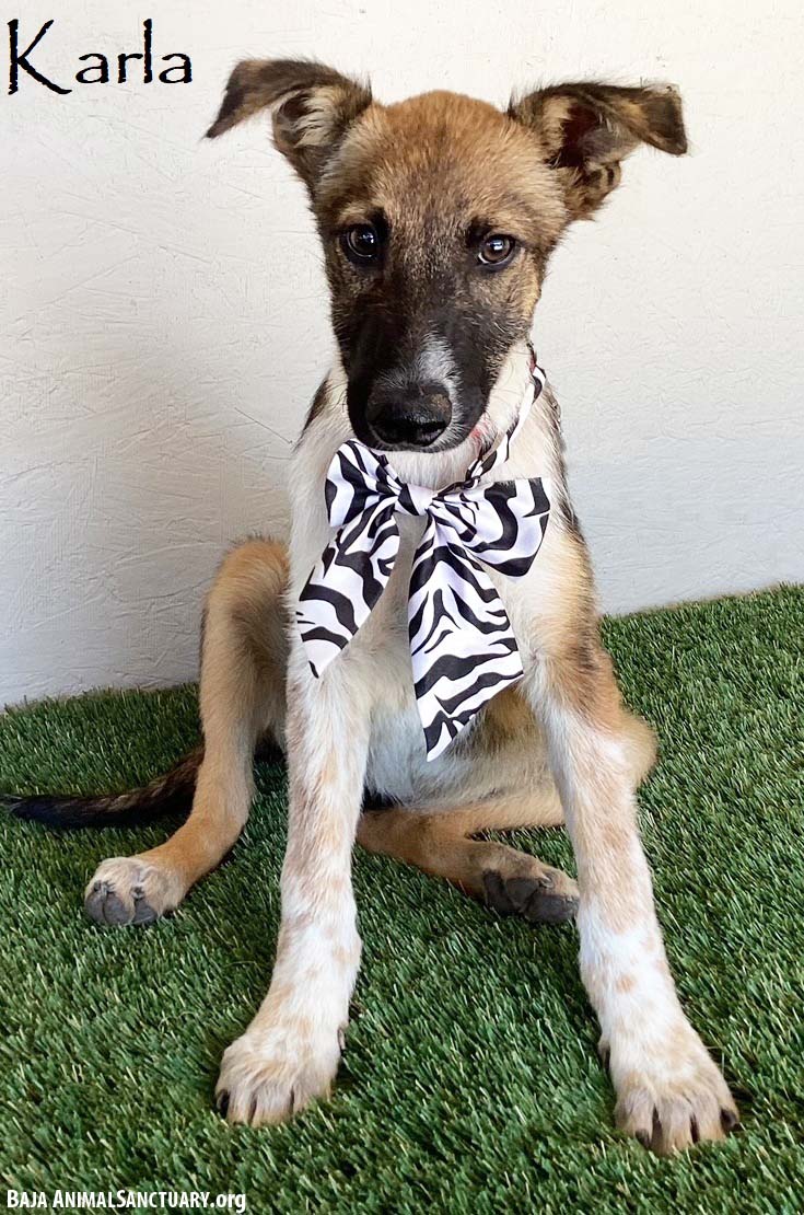 adoptable Dog in San Diego, CA named Karla