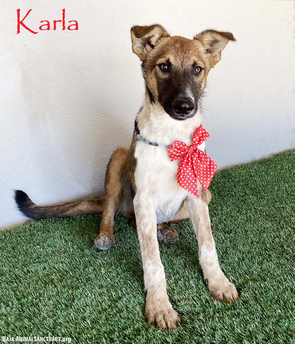 Karla Image