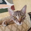 adoptable Cat in Vista, CA named Rain