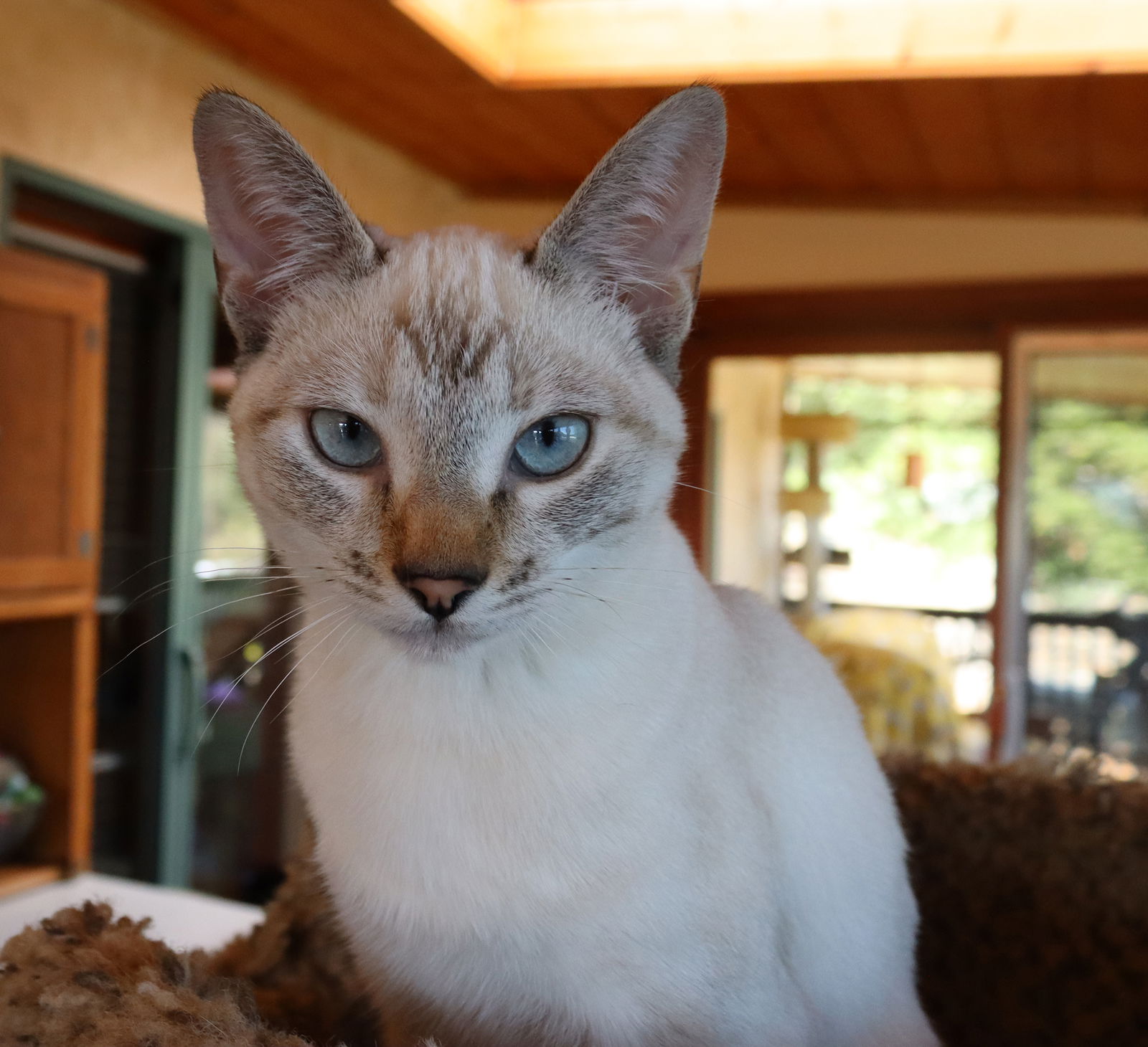 adoptable Cat in Vista, CA named Misty