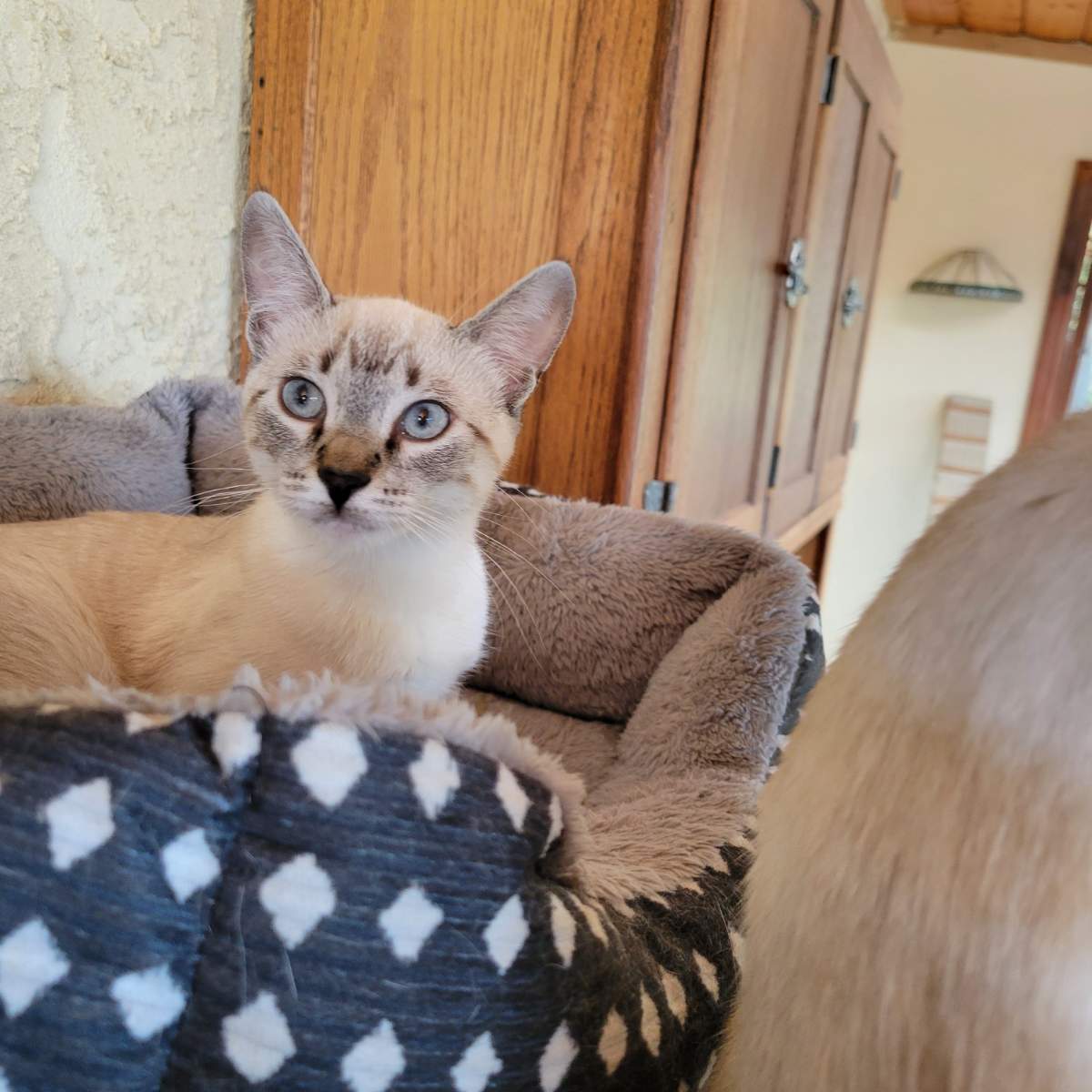 adoptable Cat in Vista, CA named Sprinkle
