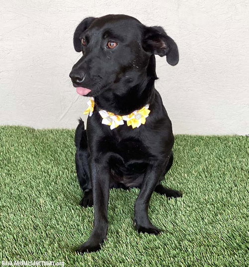 MICHELE - Black Labrador Retriever available for adoption
