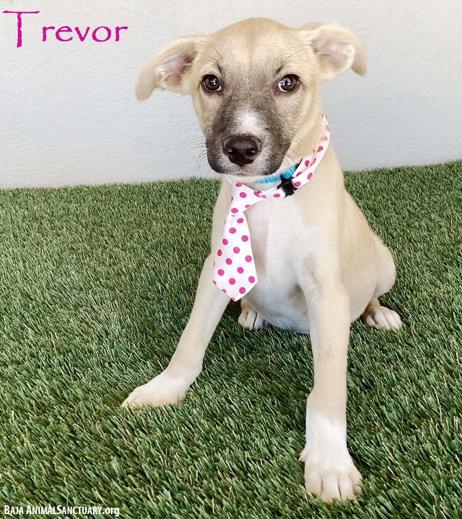 adoptable Dog in San Diego, CA named Trevor