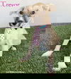 adoptable Dog in  named Trevor