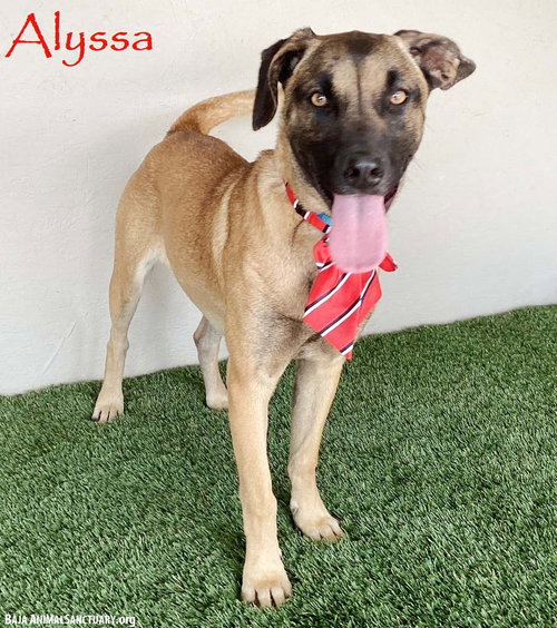 ALYSSA - Belgian Shepherd Malinois available for adoption
