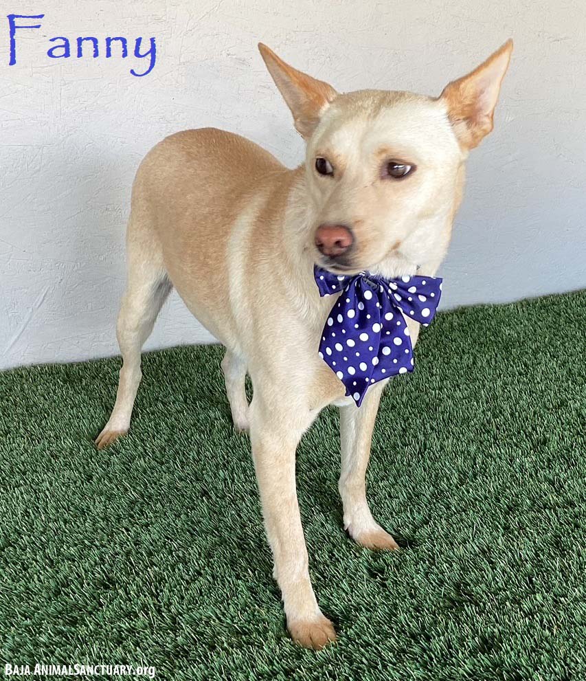 adoptable Dog in San Diego, CA named Fanny