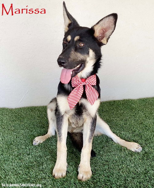 MARISSA - German Shepherd Dog available for adoption