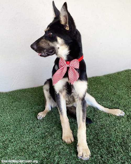 MARISSA - German Shepherd Dog available for adoption